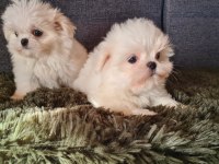 2.5 aylık orijinal kore maltese