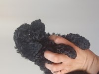 Poodle (black poodle)