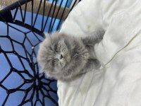 Scottish Longhair Erkek Ve Dişi Yavrularımız