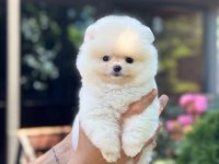 Sağlık Ve Irk Garantili Pomeranian
