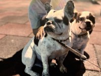 Pablo & Leydi Eş French Bulldog
