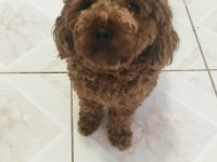 Dişi Poodle