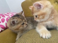British shorthair