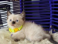 British Shorthair Chocolate Point Yavrular