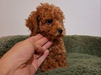 Toy poodle bebekler yeni yuvalarını arıyorlar