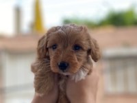 2 aylık dişi Maltipoo aşıları yapıldı