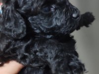 Siyahın En Zarif Hali Poodle