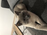 Kedime yuva aramaktayım british shorthair