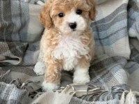 Kore teacup maltipoo aşılı eğitimli yavrular