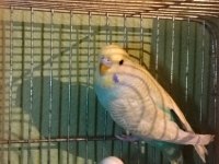 BEBEK MUHABBET KUŞU YAVRULAR