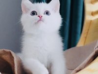 Sevgi dolu british shorthair dişi