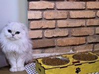 Bembeyaz Scottish Fold