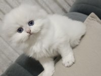 Scottish fold dişi yavru