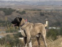 Kangal köpeğimizi sahipledirme