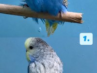 Yeni Yeme Düşmüş Jumbo Muhabbet Kuşu Yavrular