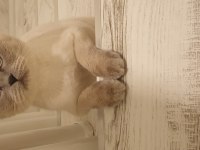 Scottish Fold Yetişkin