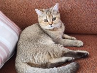 British Shorthair Ücretsiz Sahiplendirme