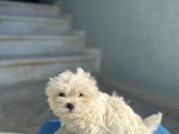 ORJİNAL MALTESE TERİER BEBEKLER