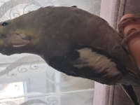 YAVRU SULTAN PAPAĞANI BEBEK