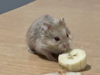 Gonzales Hamster sahiplendirme