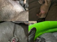 Anne blue - baba blue tan french bulldog yavrular