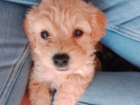 Minik maltipoo köpekler