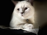 1 yaşında erkek blue point british shorthair