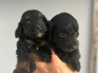Terrier bebişlerimiz