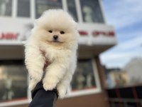 Petmode köpek çiftliğinden tea cup pomeranian boo