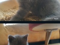 4 adet yavru british shorthair safkan