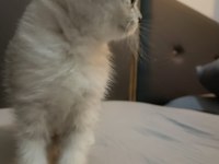 British shorthair silver renk