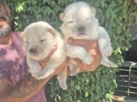 Chow chow bebeklerimiz