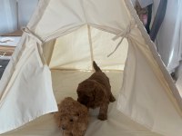 DİŞİ ORJİNAL TOY POODLE AŞILI WC EĞİTİMLİ BEBEKLER