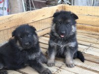 Safkan Alman Kurdu Yavrularımız Yeni Yuvalarını Bekliyor
