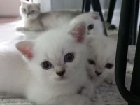 3 erkek british shorthair