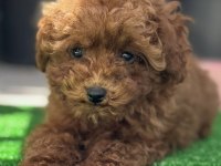 Orjinal Kore Toy Poodle Yavrularımız