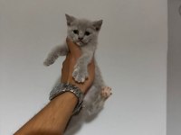 MİNİK PATİ KEDİLER YENİ AİLESİNE HAZIR