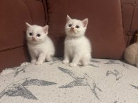 Tuvalet Egıtımlı Brıtısh Shorthaır Bebeklerımız