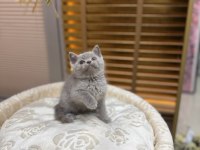 Britsh shorthair kedisi