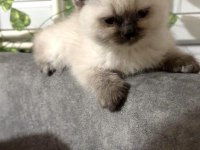 Kedilerimiz 2 aylık scottish fold