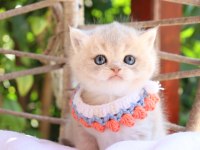 SAFKAN BRİTİSH SHORTHAİR BLUE GOLDEN