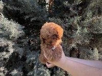 Tuvalet Eğitimli Evde Büyüyen Poodle Yavrular