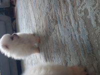 Mükemmel kalitede pomeranian yavrular tecap mini boy