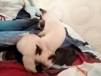 2.5 Aylık afacanlar siyam