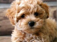 Maltipoo yavrularımız sizleri bekliyor