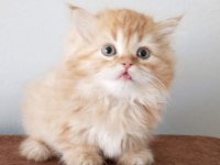 British longhair golden ve beyaz 4 yavru