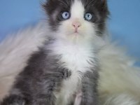 Özel maine coon erkek mavi gözlü