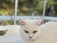 British Shorthair Ücretsiz