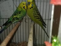 Jumbo muhabbet kuşu