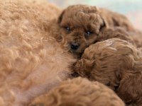Minik Toy Poodle Bebeklerim